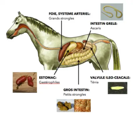Schéma descriptif des organes du cheval