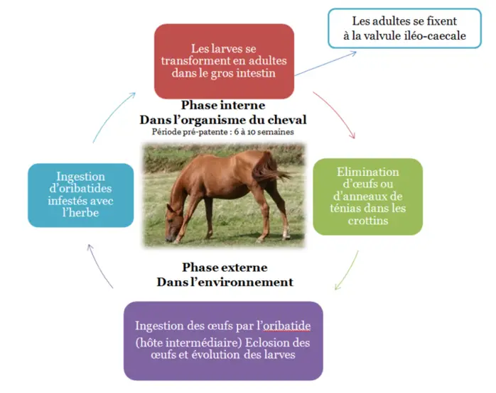 Schéma explicatif du développement des parasites chez le cheval
